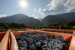 Vendanges à Leytron sur le "Domaine du Grand Brûlé" de l'Etat du Valais